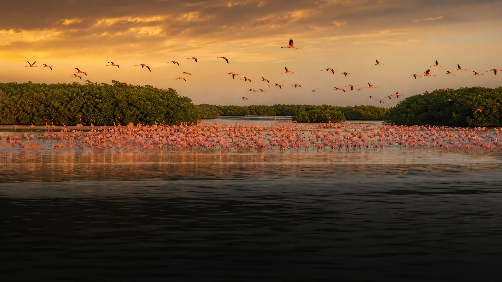 Esplora 81,000 ettari di zone umide costiere. Noleggia una barca locale per vedere i fenicotteri rosa dei Caraibi, addentrarti in fitti tunnel di mangrovie e nuotare in sorgenti d'acqua dolce.