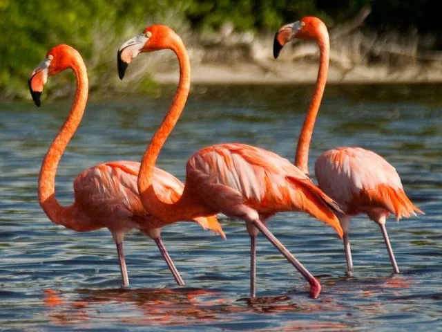 Tre fenicotteri rosa acceso in piedi e intenti a guadare l'acqua bassa vicino a una riva.