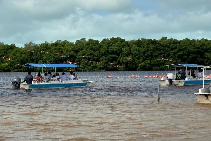 Barche turistiche che osservano un grande stormo di fenicotteri in volo e sull'acqua.