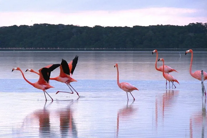 A group of flamingos wading and taking off from a calm body of water.