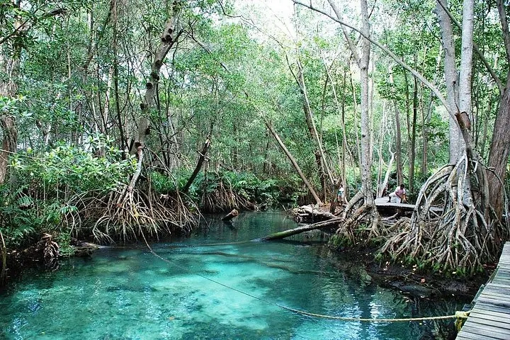A clear, shallow blue spring surrounded by mangrove trees and their intricate roots.