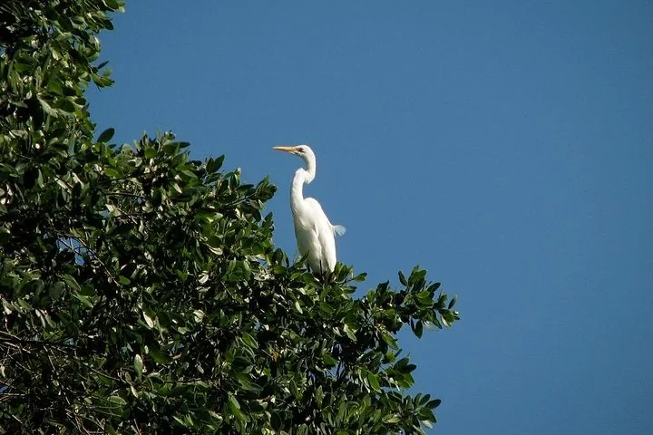 Un airone bianco maggiore appollaiato in alto tra il fogliame verde di un albero.