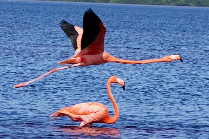 One flamingo flying low over the water while another stands wading nearby.
