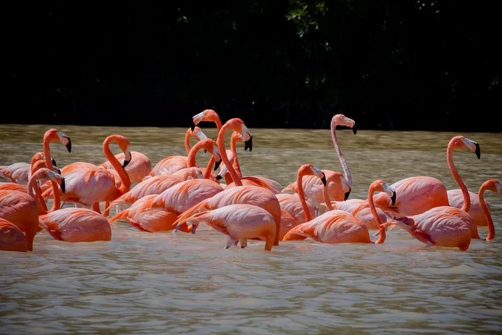 A flock of flamingos in shallow water, some feeding, with a dark background.