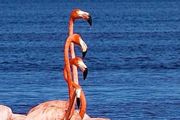 A vertical stack of four flamingo heads, seemingly arranged for a unique photo.